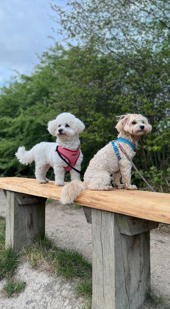 Two fluffy guests sitting side by side on a wooden bench during a walk