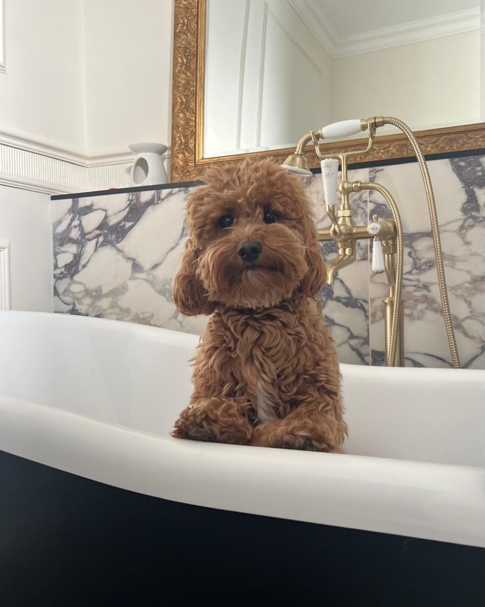 A curly-coated Cavapoo sitting in the bath, ready for a pamper